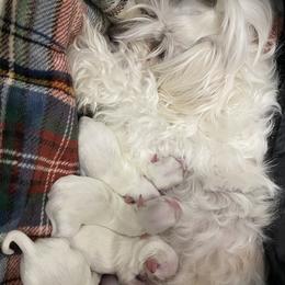 Maltese puppies from My Maltese Family