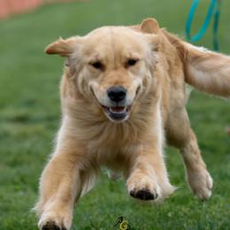 Australian Shepherds and Golden Retrievers from Shadomoon