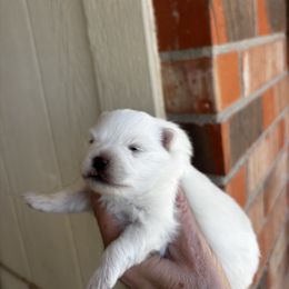 Sugar - Cream parti female Pomeranian puppy in Odessa, Texas from Cherry's Poms
