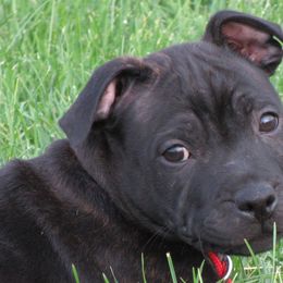 Staffordshire Bull Terriers from Volstock Staffordshire Bull Terriers