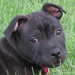 Staffordshire Bull Terriers from Volstock Staffordshire Bull Terriers