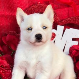 Pomsky Puppies from Kaelel Kennels