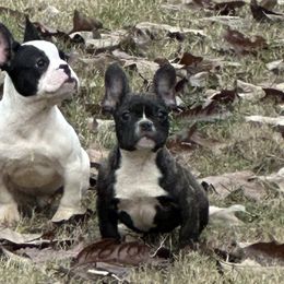 Airedale Terriers and French Bulldogs from Rock of Ages