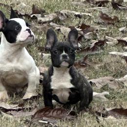 Airedale Terriers and French Bulldogs from Rock of Ages