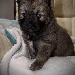 Hansel - Wolf sable male Pomsky puppy in New Bedford, Massachusetts from Roark Pack Chihuahua's & Pomsky's