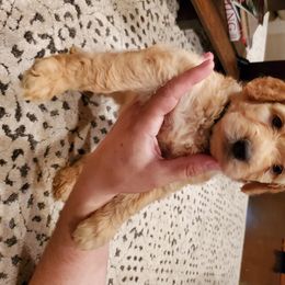Goldendoodle Puppies from Soule Buddies