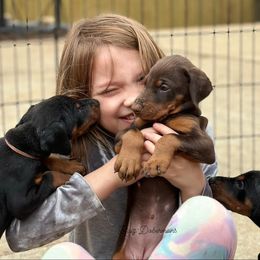 Doberman Pinscher Puppies from Ruiz Dobermans