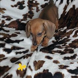 RUBY - Red female Dachshund puppy in Swink, Oklahoma from Palali Farm