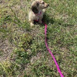 Dachshund Puppies from Meadow Ridge Dachshunds