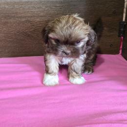 Girl 2 - Liver female Shih Tzu puppy in Meadows Of Dan, Virginia from Walt’s Shih Tzus