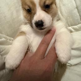 Boy 1 - White and red male Pembroke Welsh Corgi puppy in Newark, Ohio from Abc Cattle Co corgis