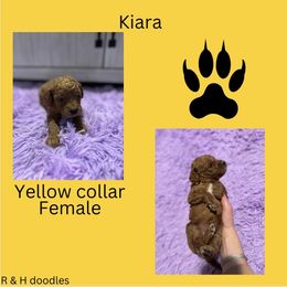 Kiara - Red  Goldendoodle puppy in Noblesville, Indiana from R and H Doodles
