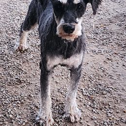 Sergeant - Miniature Schnauzer