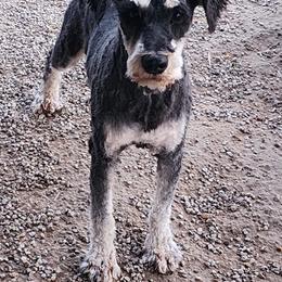 Sergeant - Miniature Schnauzer
