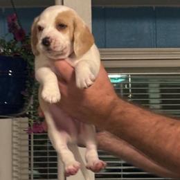 Ray - Lemon and white male Beagle puppy in Meridianville, Alabama from Spear Haven Beagles (formerly Spear Lake Beagles)