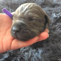 Purple Collar - Gray female Cane Corso puppy in Henry, Virginia from Hardradas Dynasty Cane Corso