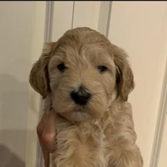 Double Doodle Puppies from Riverside Doodles in Seattle
