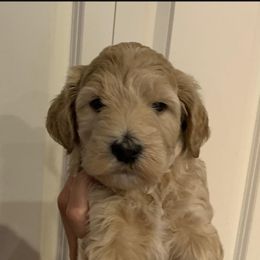 Double Doodle Puppies from Riverside Doodles in Seattle