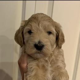 Double Doodle Puppies from Riverside Doodles in Seattle