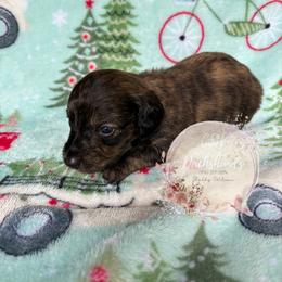 Dachshund Puppies from CSW Dachshunds