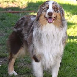 Blaze - Australian Shepherd