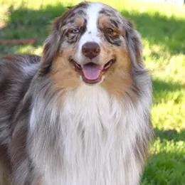Blaze - Australian Shepherd