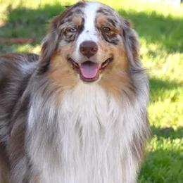Blaze - Australian Shepherd