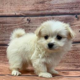 Leo Malchi Boy - White male Maltese puppy in Chariton, Iowa from Mia Lucky Home