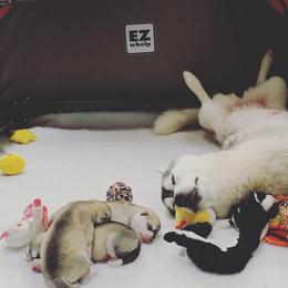 Siberian Husky Puppies from Sassenach Siberians