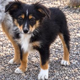 Dano - Black tri male Miniature Australian Shepherd puppy in Lakeport, California from Akins Aussies/Wild Rose Ranch