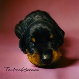 Doberman Pinscher Puppies from TeatreeDoberman