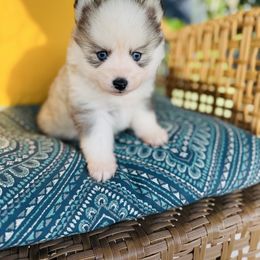 River - Silver and white female Pomsky puppy in Yavapai County, Arizona from Pawsh Pomskies