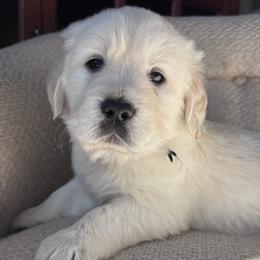 Golden Retriever Puppies from Vollbach Farm