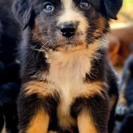 Patriot - Black tri-color male Australian Shepherd puppy in Silex, Missouri from Small Town Australian Shepherds
