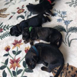 Ranger - Sable male German Shepherd puppy in Southern Maryland, Maryland from Reddington Shepherds