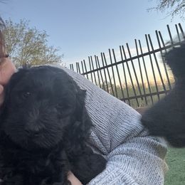 Goldendoodle Puppies from Arizona Doodles