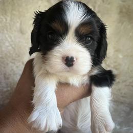 Oreo - Tri-color female Cavalier King Charles Spaniel puppy in Northglenn, Colorado from Lucia's Cavalier King Charles Spaniels
