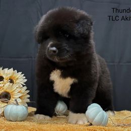 Thunder - Black, brown undercoat male Akita puppy in Chillicothe, Missouri from TLC Akitas