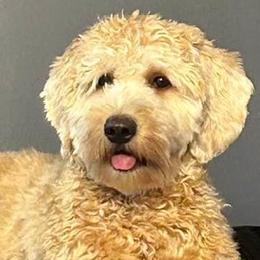 Aspen - Goldendoodle