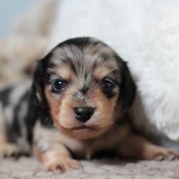 Bandit AKC 5000 - Dapple male Dachshund puppy in Krum, Texas from Tired Chef Dachshunds