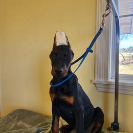 Kramer - Black and rust male Doberman Pinscher puppy in Clinton, Arkansas from Shakarri Irish Setters