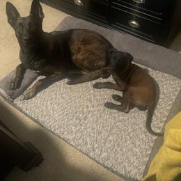 Belgian Malinois and xDutch Shepherd All Grown Up from Alliance K9