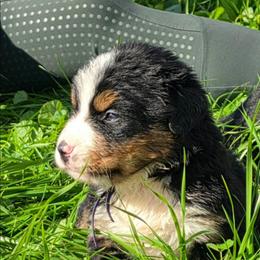 Purple - Black rust and white female Bernese Mountain Dog puppy in Auburn, Washington from MSM Bernese Mountain Dogs