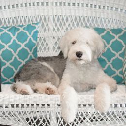 Goldendoodles and Sheepadoodles from Dewey Doodles