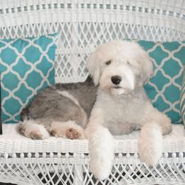Goldendoodles and Sheepadoodles from Dewey Doodles