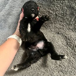 White boy - Silver male Poodle puppy in East Wenatchee, Washington from Stylish Standards