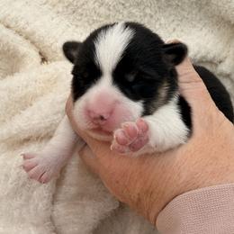Rufus - Black and tan male Pembroke Welsh Corgi puppy in Snellville, Georgia from Laur's Classic Corgis