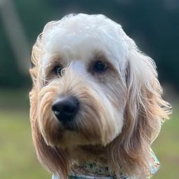 Aussiedoodles, Bernedoodles, and Goldendoodles from Rose Creek Ranch