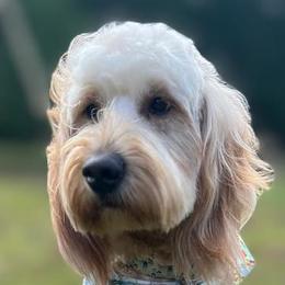 Aussiedoodles, Bernedoodles, and Goldendoodles from Rose Creek Ranch
