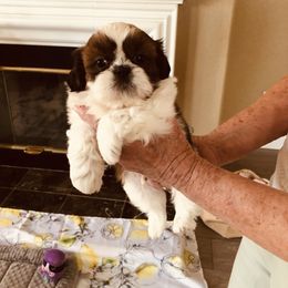 Walker-Sold - Red and white male Shih Tzu puppy in Manteca, California from Beauty's Shih Tzu (California)